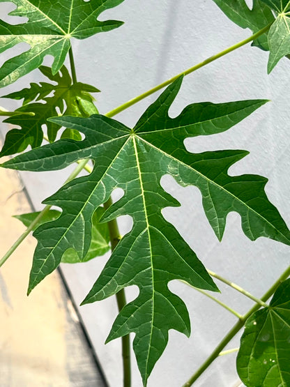 Papaya Fruit Plant (Live Papita), photo 3