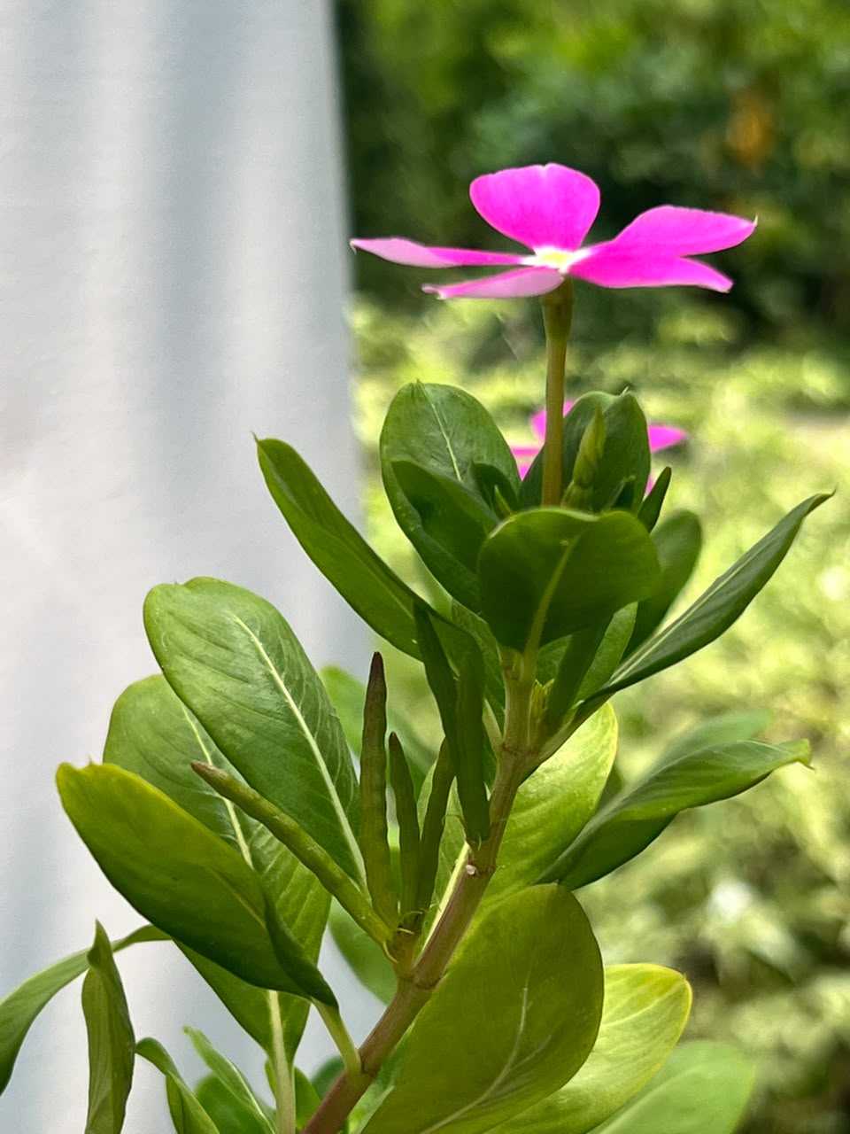 Vinka Plant (Madagascar Periwinkle), photo 3