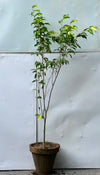 Golden Ficus Tree (Golden Variegated Ficus)