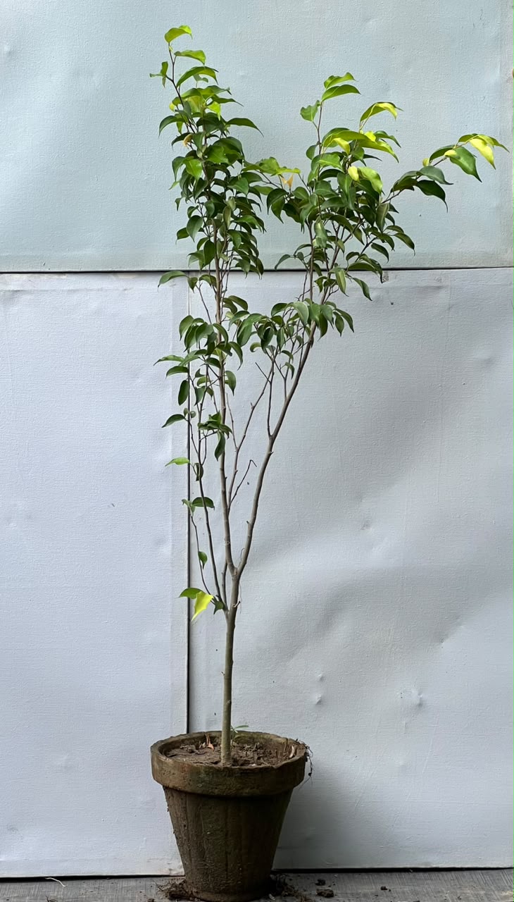 Golden Ficus Tree (Golden Variegated Ficus)