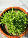 Rosemary Plant (Culinary Herb)