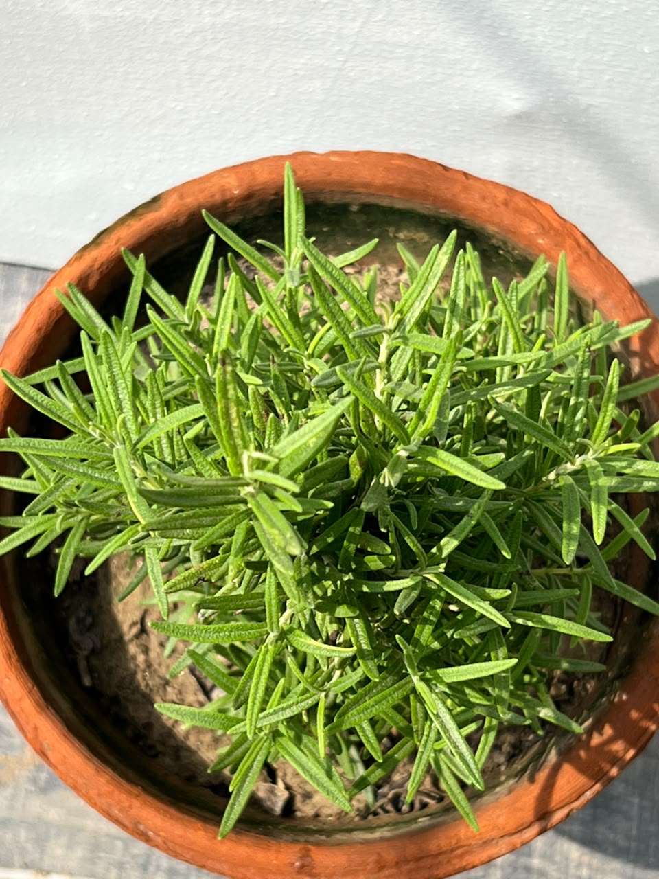 Rosemary Plant (Culinary Herb)