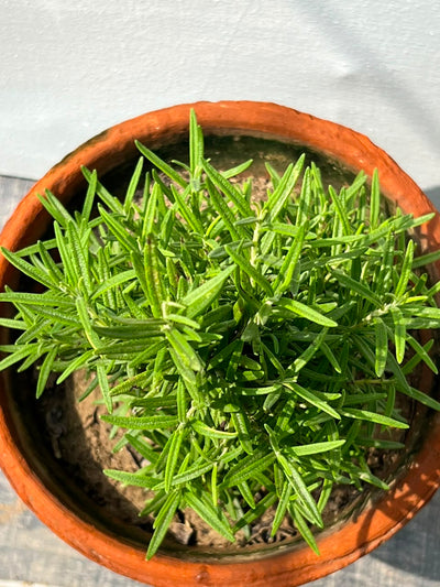 Rosemary Plant (Culinary Herb)