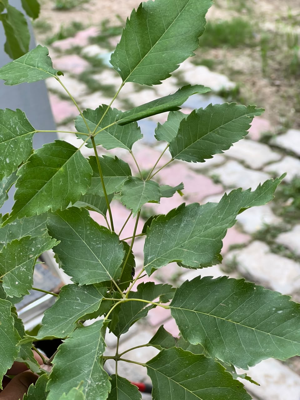 Tabobia Tree (Trumpet Flowering Tree), photo 2