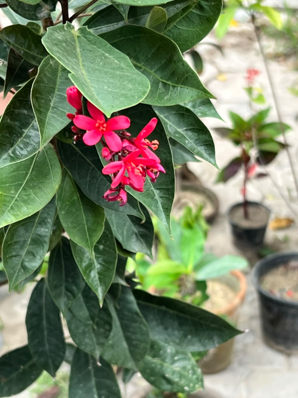 Jatropha Plant (Red Flowering Shrub, aka Jutt Rofa / Jutroffa), photo 5