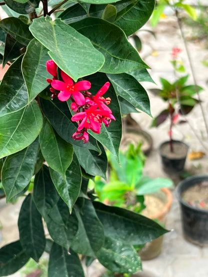 Jatropha Plant (Red Flowering Shrub, aka Jutt Rofa / Jutroffa), photo 5