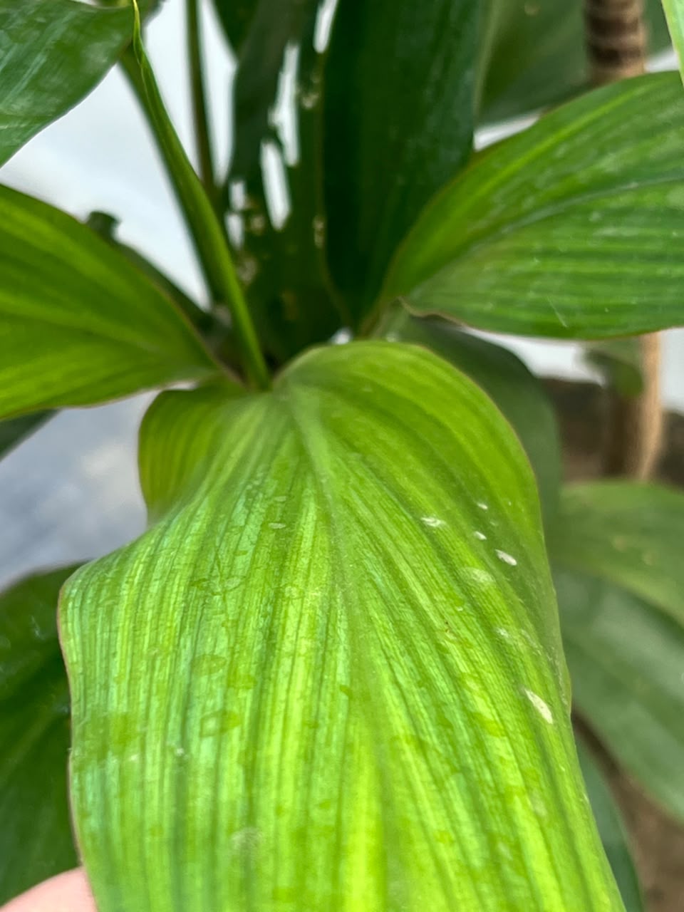 Dry Senia Plant (Dracaena Houseplant), photo 2