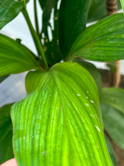 Dry Senia Plant (Dracaena Houseplant), photo 2