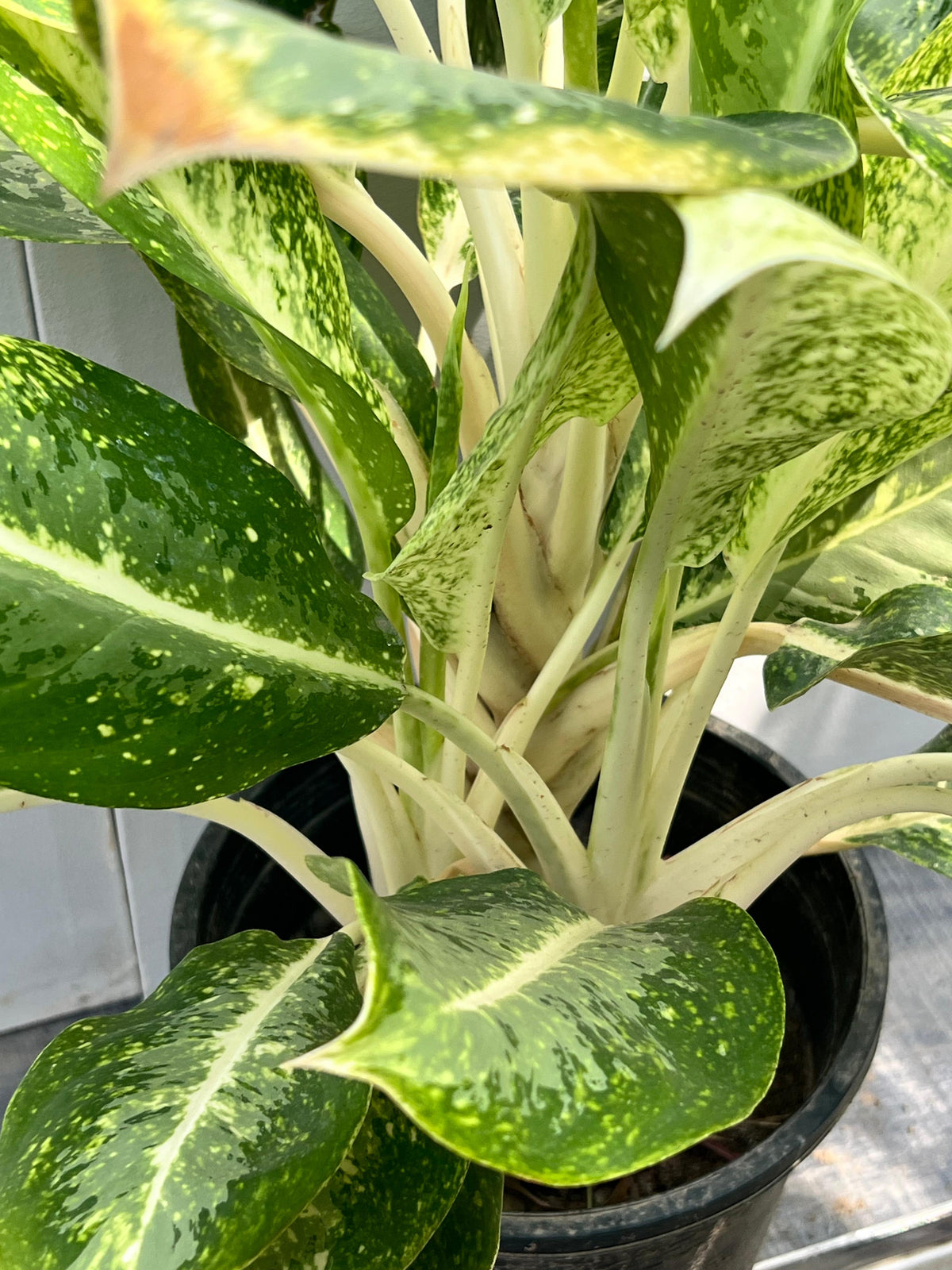 Aglaonema Plant (Chinese Evergreen), photo 2