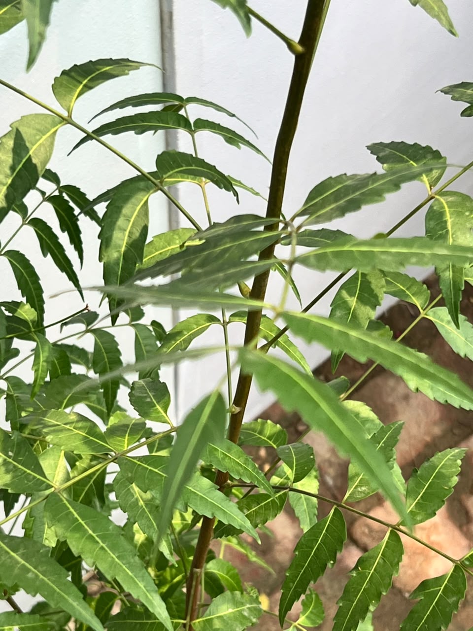 Neem Tree (Medicinal Shade Tree), photo 3