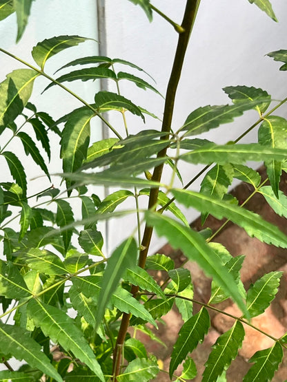 Neem Tree (Medicinal Shade Tree), photo 3