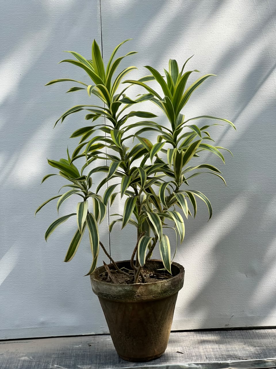 Deal 6 - Song of India Plant
