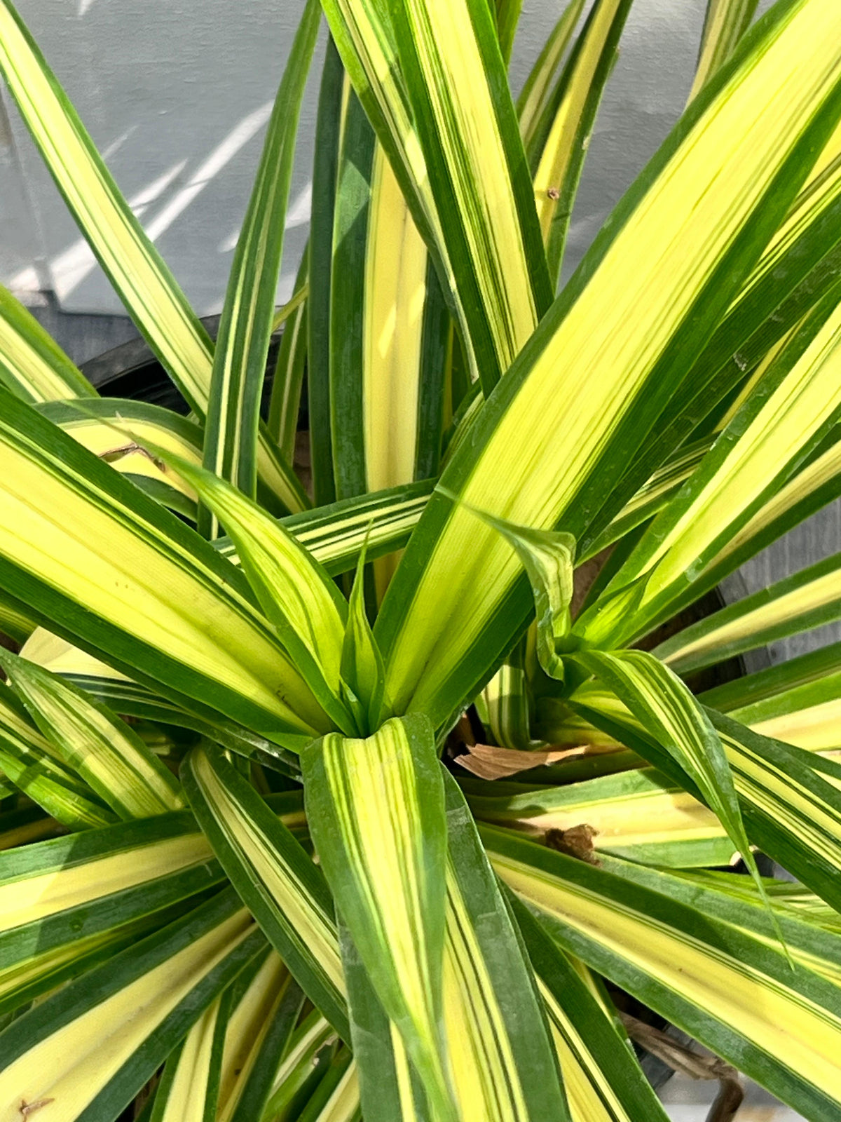 Kewra Plant (Fragrant Screw Pine), photo 3