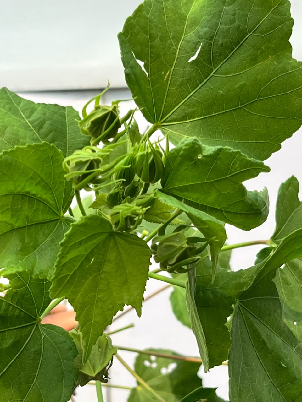 Gul-e-Khaira Plant (Tall Hollyhock), photo 3