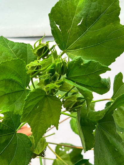 Gul-e-Khaira Plant (Tall Hollyhock), photo 3