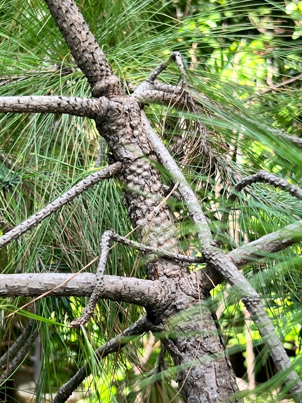Chir Pine Tree (Pinus Roxburghii, aka Cheerh), photo 2