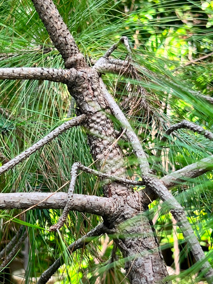 Chir Pine Tree (Pinus Roxburghii, aka Cheerh), photo 2