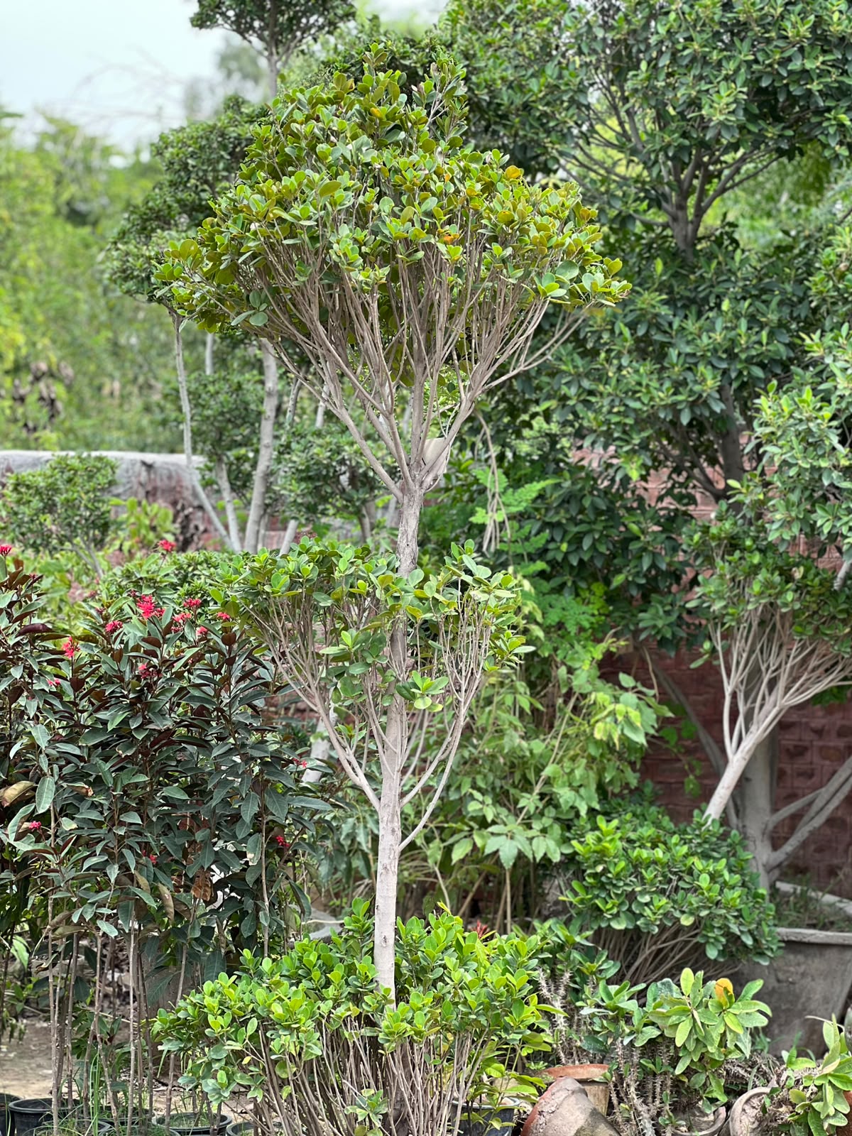 Panda Ficus Tree (Landscape Ficus)
