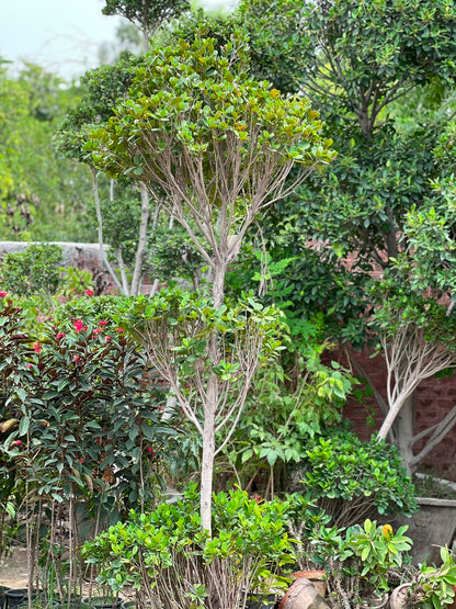 Panda Ficus Tree (Landscape Ficus)