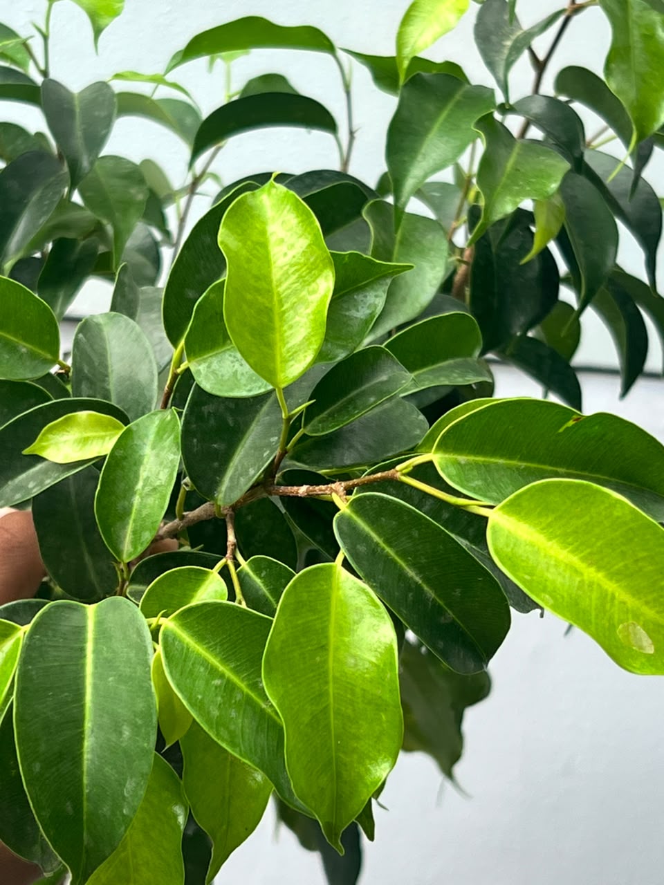 Black Ficus Tree (Dark Variegated Ficus), photo 2