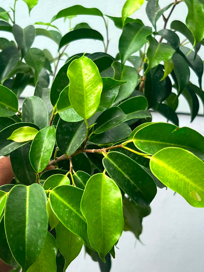 Black Ficus Tree (Dark Variegated Ficus), photo 2