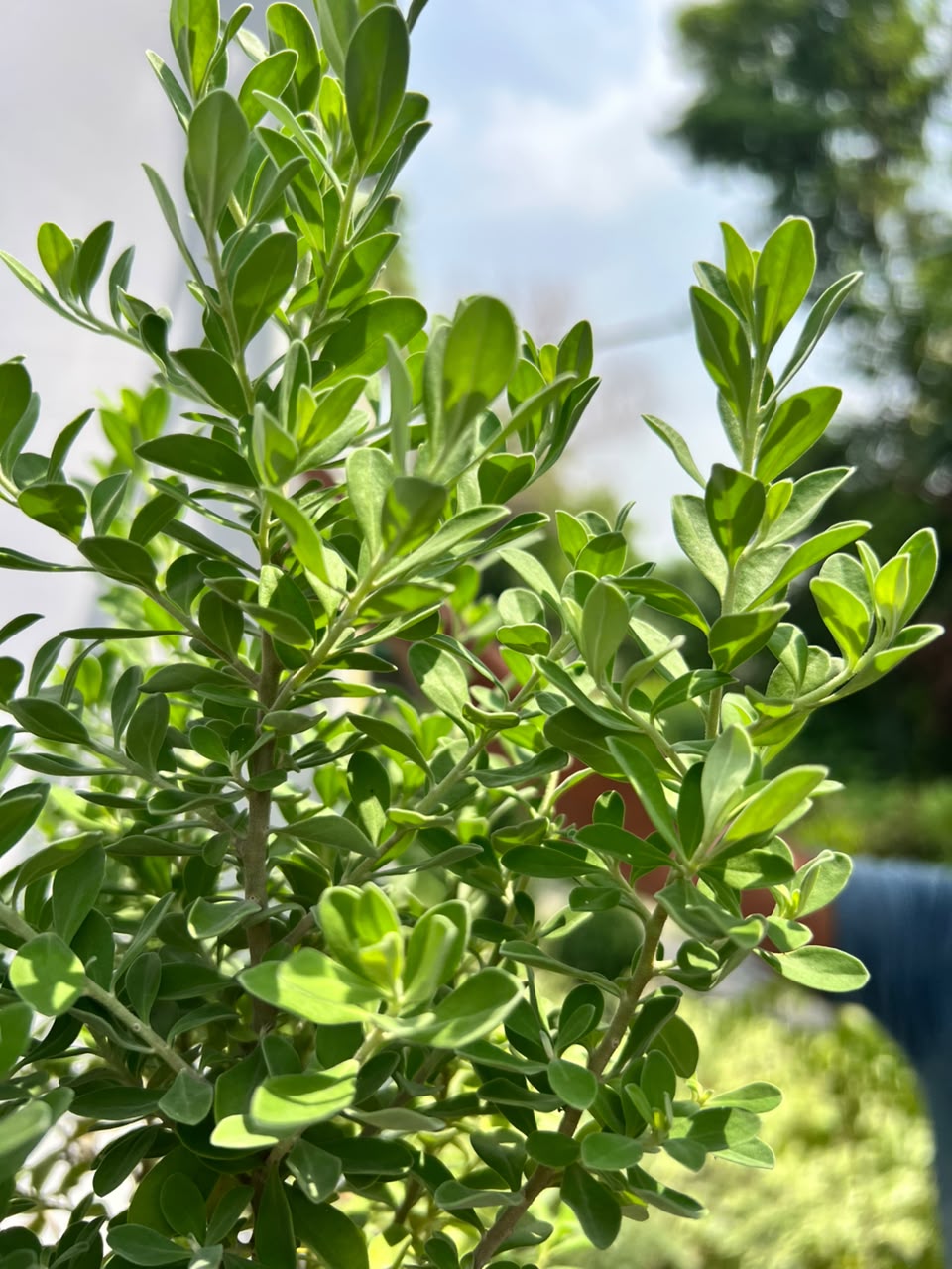Silvery Plant (Silver Buttonwood), photo 2