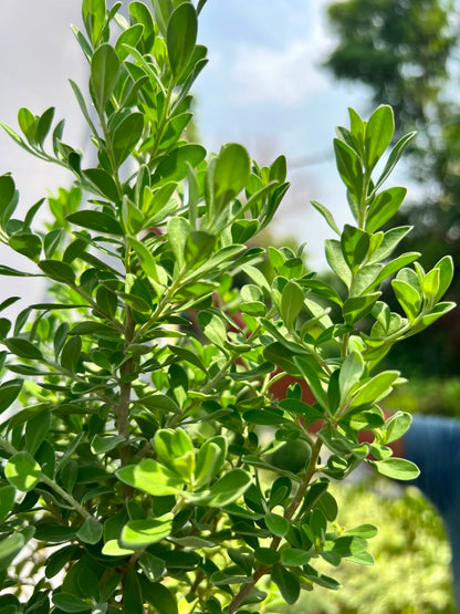 Silvery Plant (Silver Buttonwood), photo 2