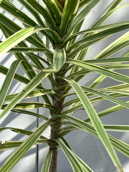 Dracaena Marginata Plant (Madagascar Dragon Tree), photo 8