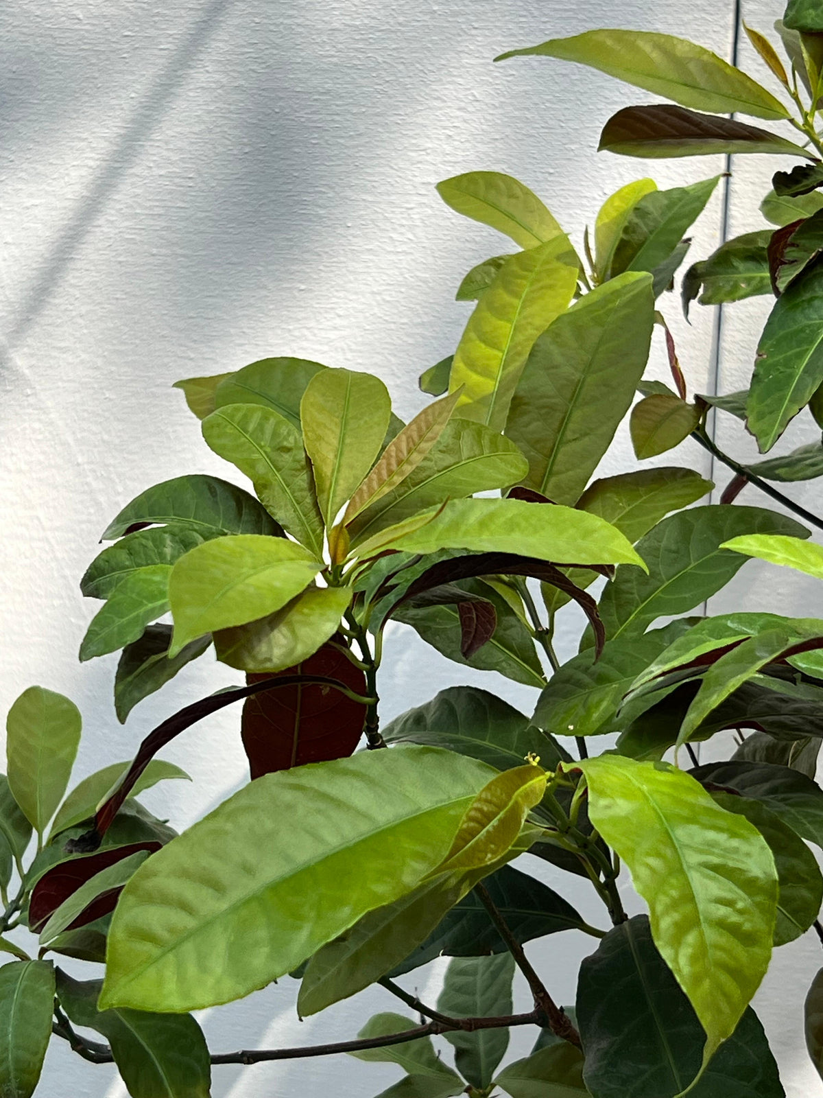 Asociere Plant (Chinese Croton, aka Aerocaria), photo 4