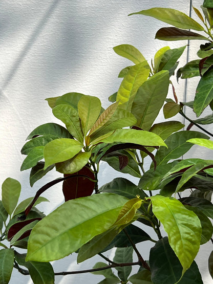 Asociere Plant (Chinese Croton, aka Aerocaria), photo 4