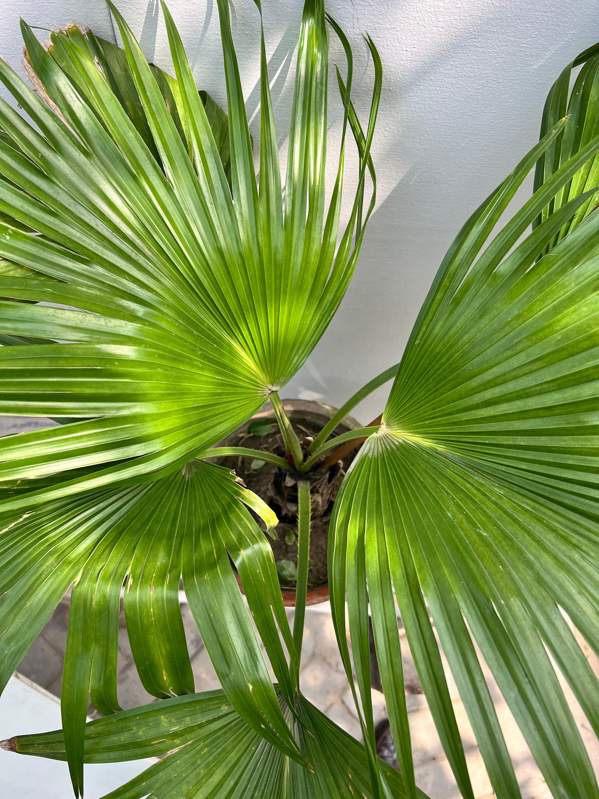 Table Palm Plant (Compact Indoor Palm), photo 2