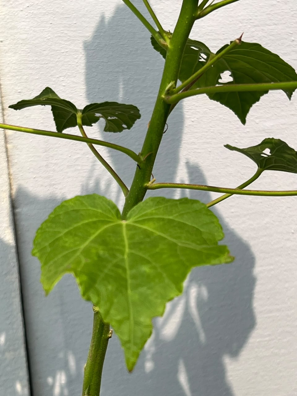 Gul-e-Khaira Plant (Tall Hollyhock), photo 2
