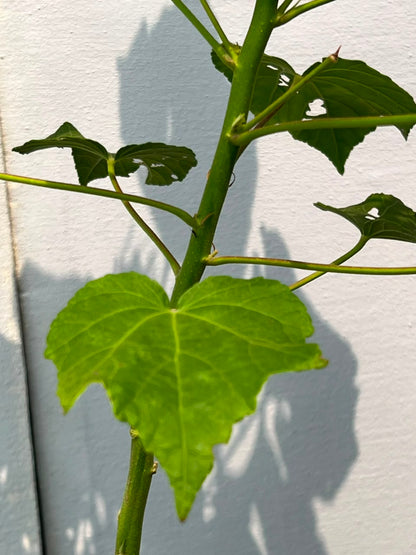 Gul-e-Khaira Plant (Tall Hollyhock), photo 2