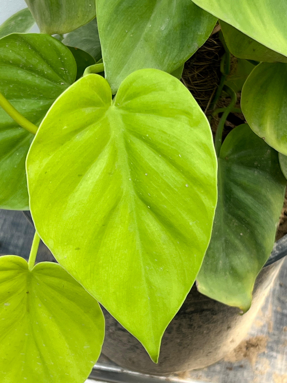 Money Plant (Golden Pothos), photo 5