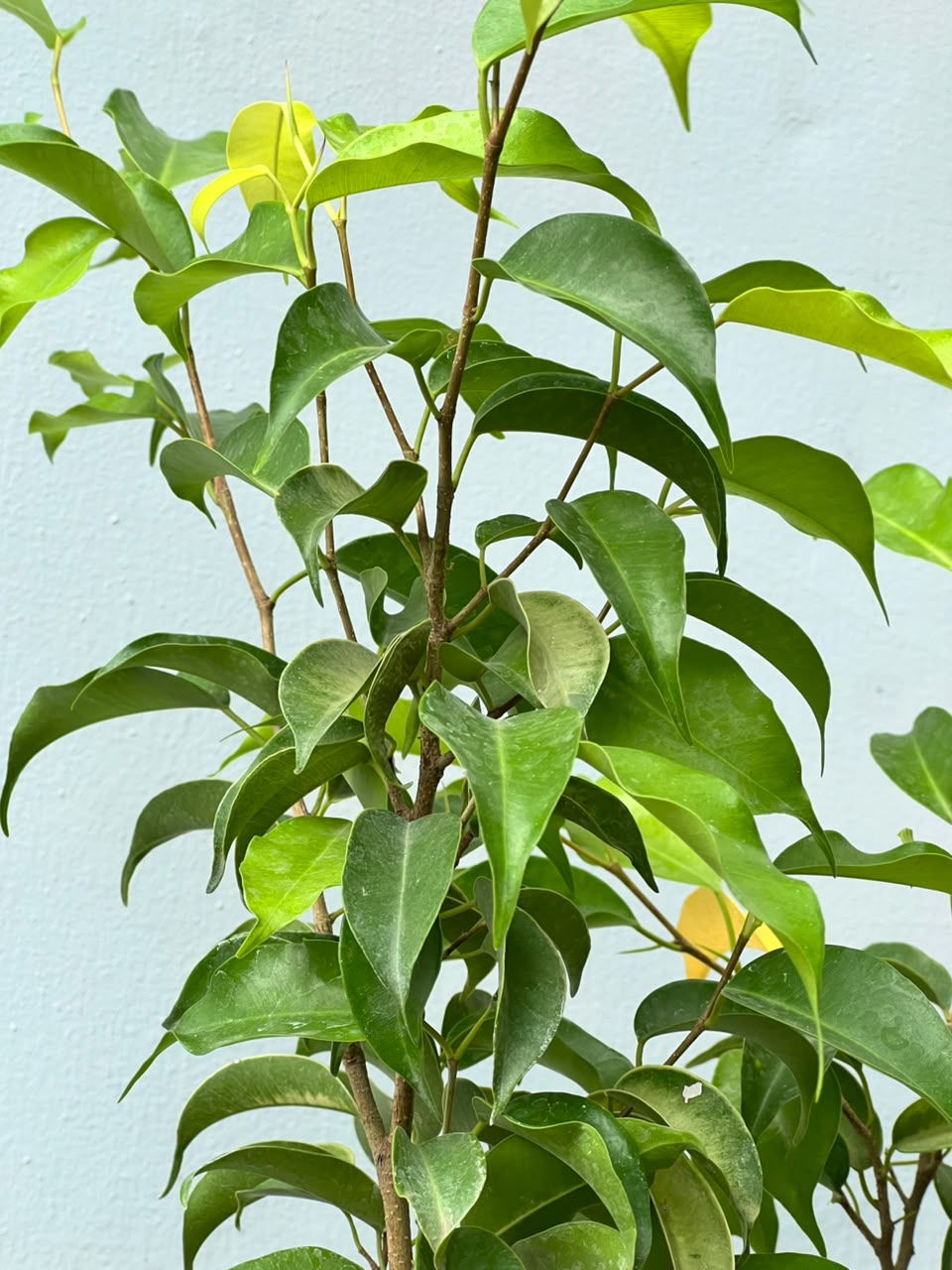 Golden Ficus Tree (Golden Variegated Ficus), photo 2