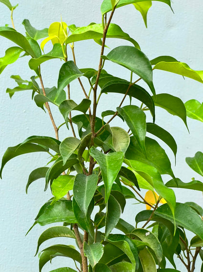 Golden Ficus Tree (Golden Variegated Ficus), photo 2