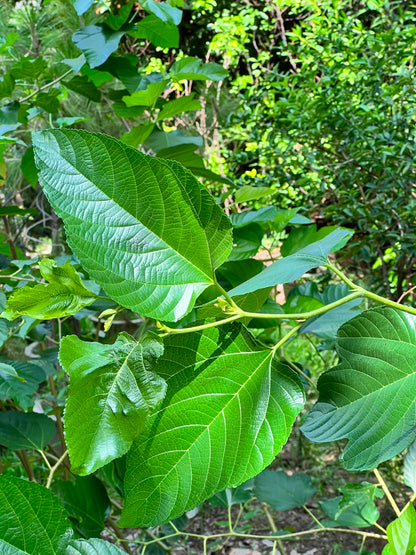 Shahtoot Fruit Plant (Grafted Mulberry Tree), photo 2