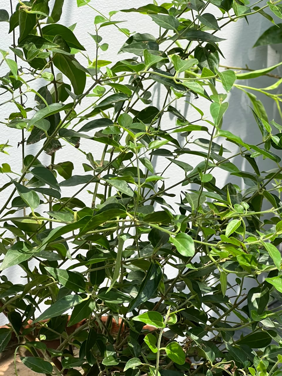 Jasmine Star Plant (Star Jasmine Flower), photo 2