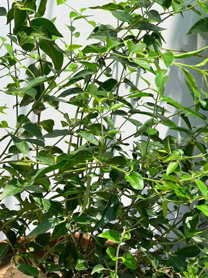 Jasmine Star Plant (Star Jasmine Flower), photo 2