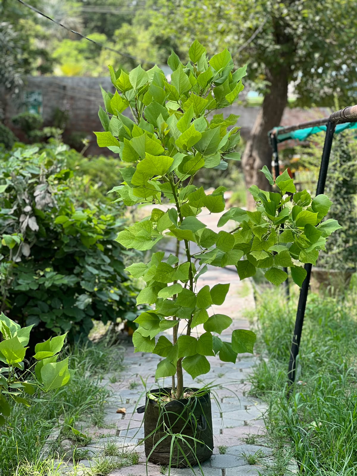 Gul-e-Nishtar Tree (Coral Tree)