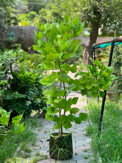 Gul-e-Nishtar Tree (Coral Tree)