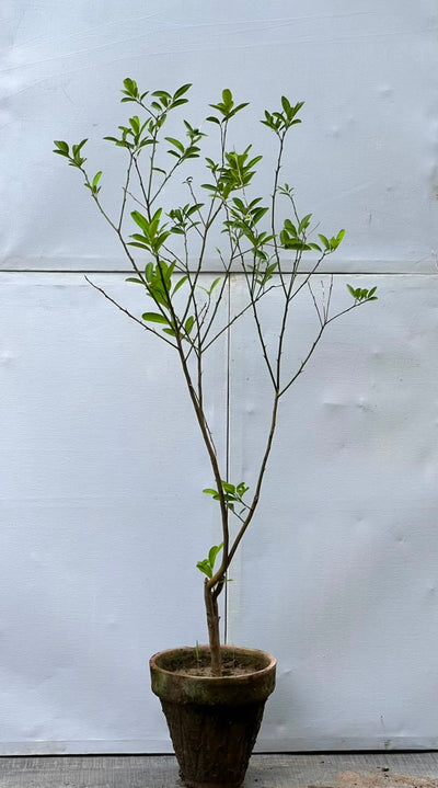 Lemon Fruit Plant (Grafted Citrus Tree)