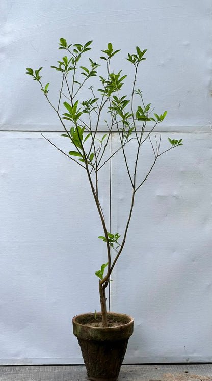 Lemon Fruit Plant (Grafted Citrus Tree)