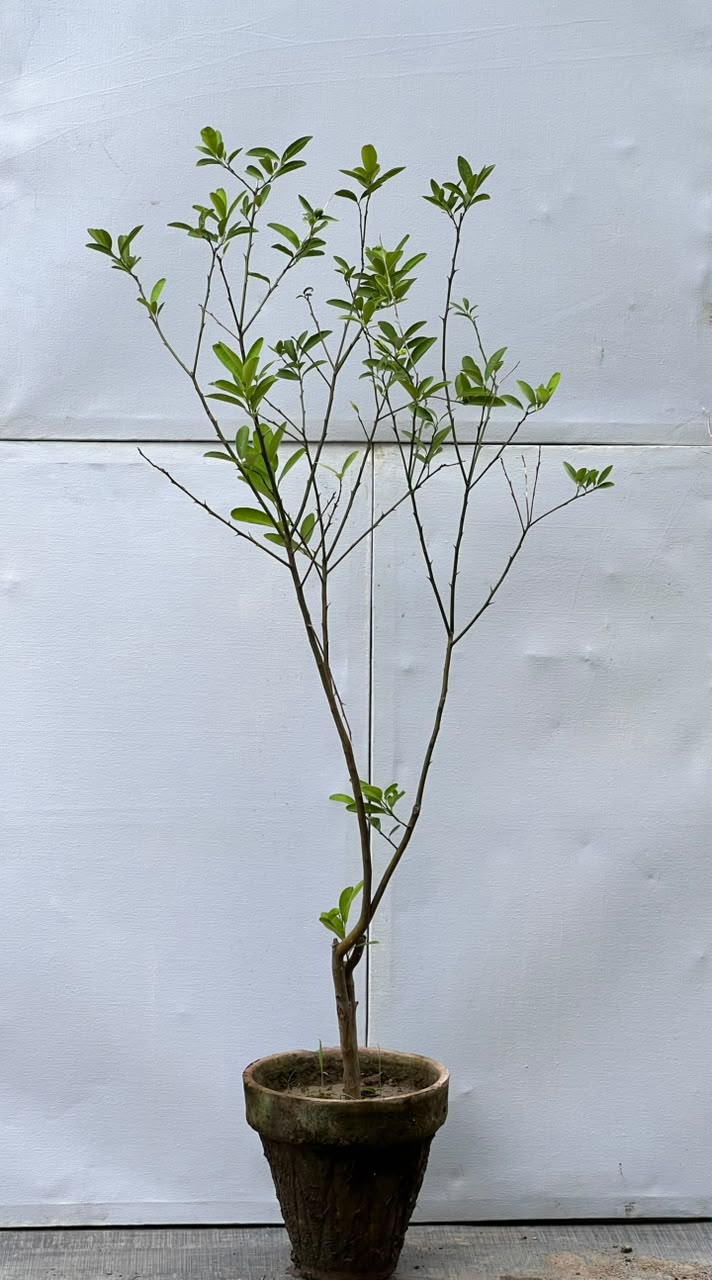 Deal 3 - Lemon Fruit Plant