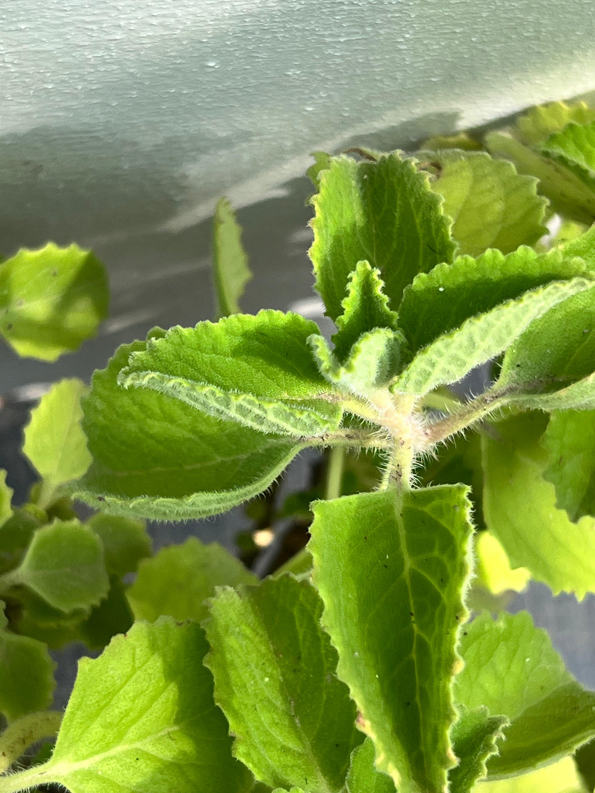 Ajwain Plant (Indian Borage), photo 2