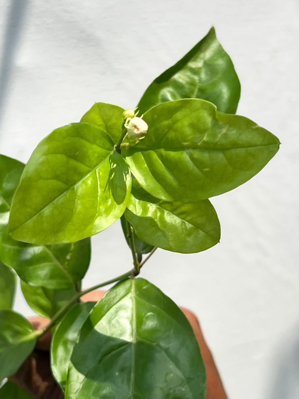 Motia Plant (Arabian Jasmine), photo 2