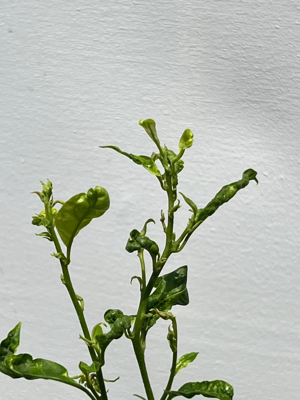 Raat Ki Rani Plant (Night-Blooming Jasmine), photo 2