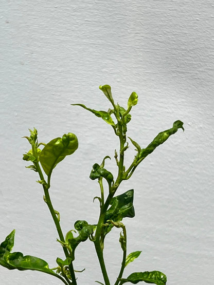 Raat Ki Rani Plant (Night-Blooming Jasmine), photo 2