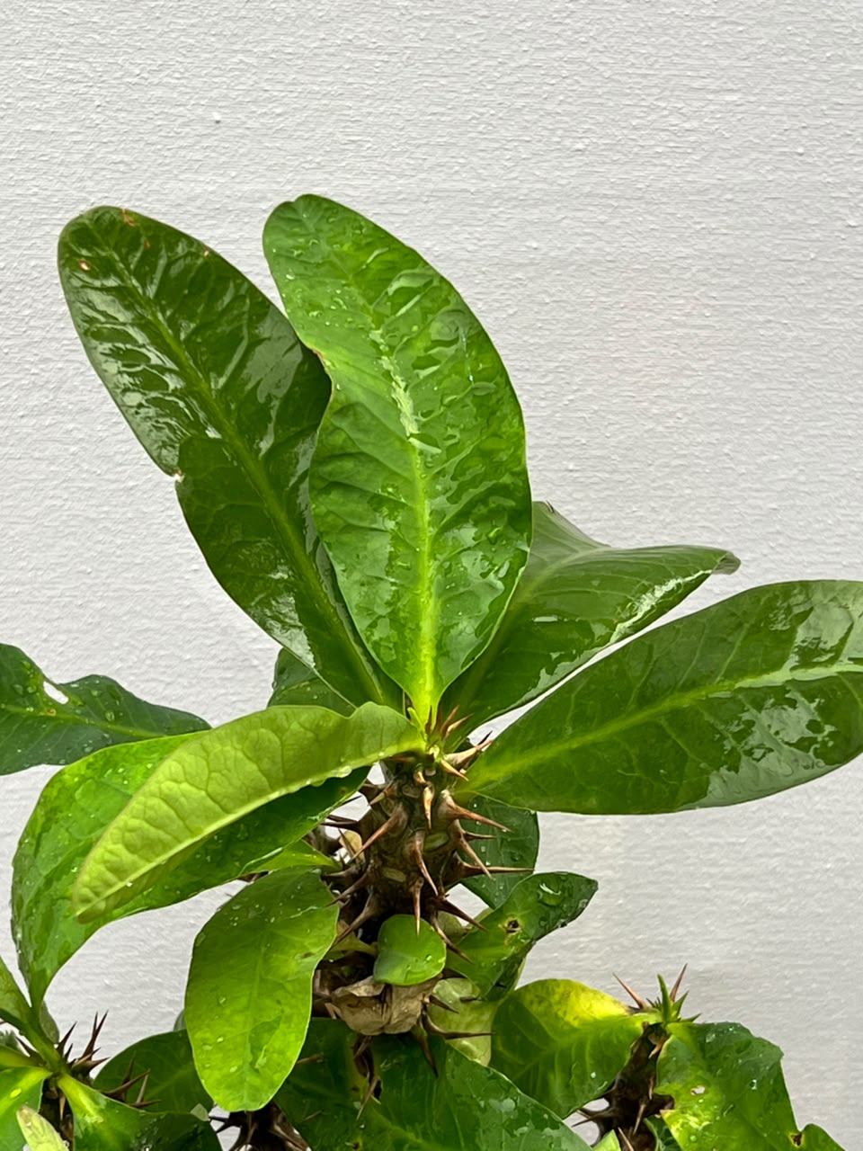 Crown of Thorns Plant (Euphorbia Milii), photo 4