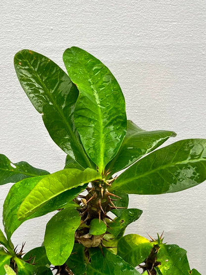 Crown of Thorns Plant (Euphorbia Milii), photo 4